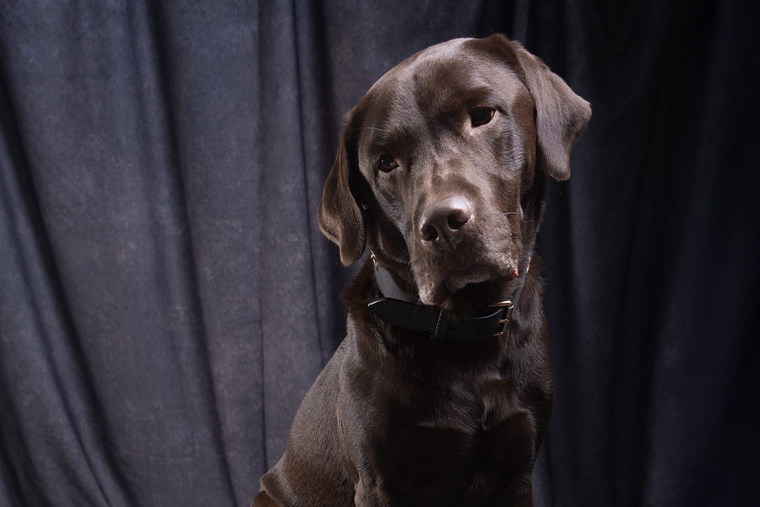 pet portraits by susan willis photography