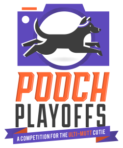 Dog Pet Photography Vote